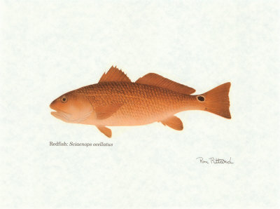 Redfish by Ron Pittard Pricing Limited Edition Print image