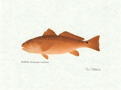 Redfish by Ron Pittard Pricing Limited Edition Print image