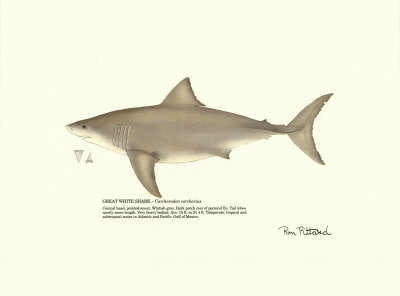 Great White Shark by Ron Pittard Pricing Limited Edition Print image