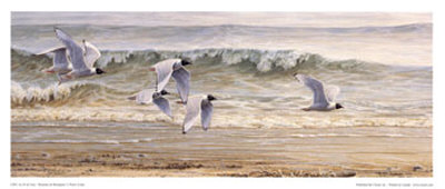 Au Fil De L'eau, Mouette De Bonaparte by Pierre Leduc Pricing Limited Edition Print image