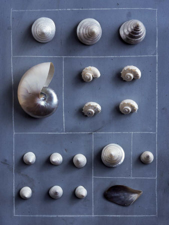 Hopscotch Of Shells by Camille Soulayrol Pricing Limited Edition Print image