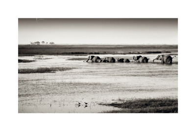 Chobe River Botswana by Philippe-Alexandre Chevallier Pricing Limited Edition Print image