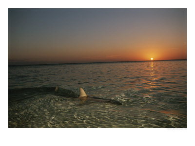 A Lemon Shark Swims In Shallow Water At Sunset, Bahama Islands by Brian J. Skerry Pricing Limited Edition Print image