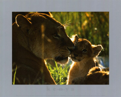 Lioness And Cub by Michel & Christine Denis-Huot Pricing Limited Edition Print image