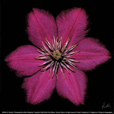 Clematis by Mitch Ostapchuk Pricing Limited Edition Print image