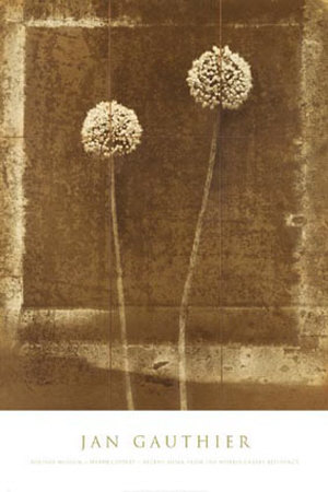 Queen Anne's Lace by Jan Gauthier Pricing Limited Edition Print image