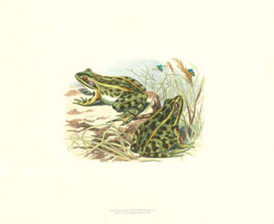 Pair Of Frogs I by J. W. Wood Pricing Limited Edition Print image
