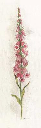 Foxglove by Consuelo Gamboa Pricing Limited Edition Print image