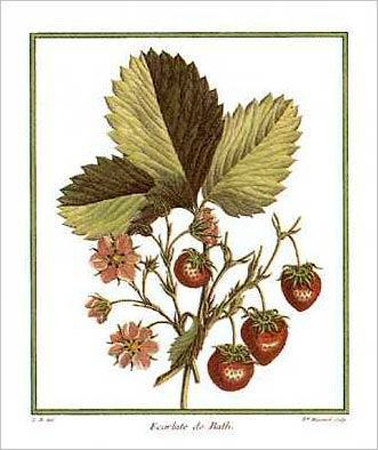 Strawberries by Henri Du Monceau Pricing Limited Edition Print image
