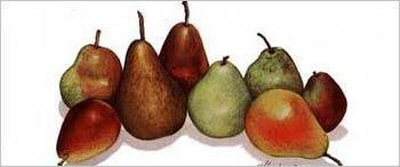 Pear Display Ii by Consuelo Gamboa Pricing Limited Edition Print image
