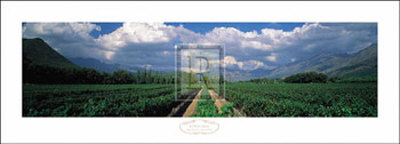 La Motte Estate, South Africa by Alain Proust Pricing Limited Edition Print image