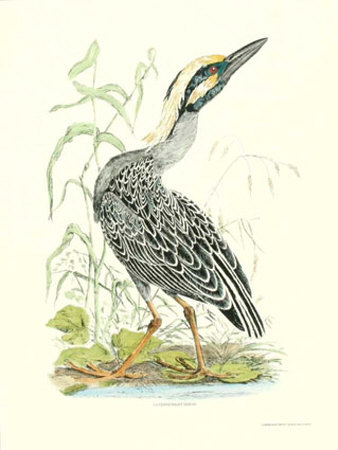 Cayenne Night Heron by Robert Mitford Pricing Limited Edition Print image