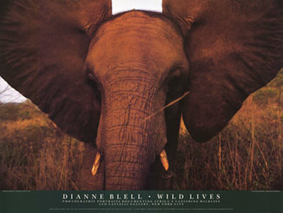 Wild Lives - Elephants by Dianne Blell Pricing Limited Edition Print image