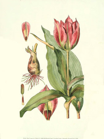 The Tenacious Tulip Ii by Samuel Curtis Pricing Limited Edition Print image