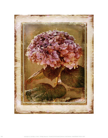 Hydrangea by Linda Maron Pricing Limited Edition Print image