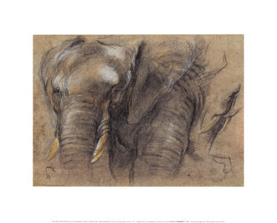 Studies For Elephant Head by Pieter Boel Pricing Limited Edition Print image