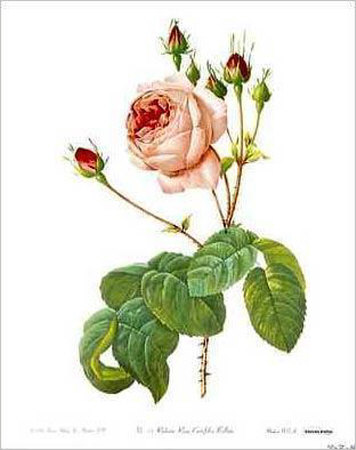 Rosa Centifolia Bullata by Pierre-Joseph Redouté Pricing Limited Edition Print image