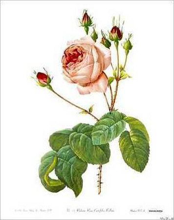 Rosa Centifolia Bullata by Pierre-Joseph Redoute Pricing Limited Edition Print image