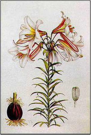 Lilium Regale by Lilian Snelling Pricing Limited Edition Print image