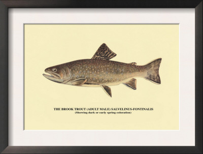 The Brook Trout, Showing Dark Or Early Spring Coloration by H.H. Leonard Pricing Limited Edition Print image