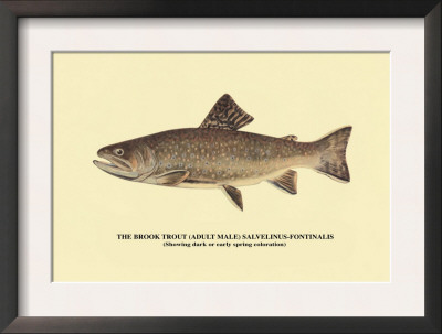 The Brook Trout, Showing Dark Or Early Spring Coloration by H.H. Leonard Pricing Limited Edition Print image