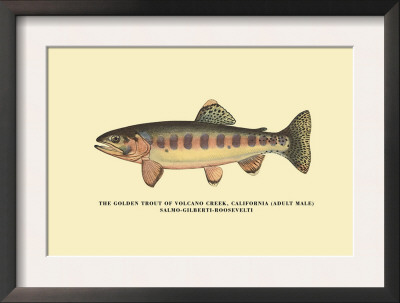 The Golden Trout Of Volcano Creek by H.H. Leonard Pricing Limited Edition Print image
