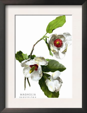 Magnolia Parviflora by H.G. Moon Pricing Limited Edition Print image
