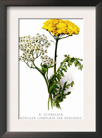 A. Clipeolata Achillea Lingulata Var Buglossis by H.G. Moon Pricing Limited Edition Print image