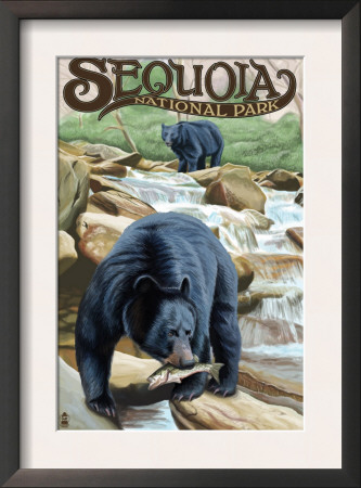 Sequoia Nat'l Park - Black Bears Fishing - Lp Poster, C.2009 by Lantern Press Pricing Limited Edition Print image