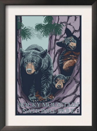 Rocky Mountain National Park, Co - Bears In Tree, C.2009 by Lantern Press Pricing Limited Edition Print image