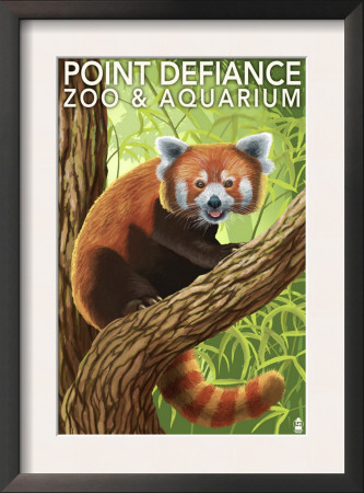 Point Defiance Zoo And Aquarium - Red Panda, C.2009 by Lantern Press Pricing Limited Edition Print image