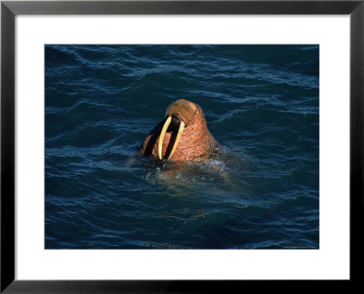 Male Walrus Swimming In Alaskan Waters by Frank Staub Pricing Limited Edition Print image
