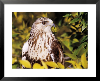 Rough Legged Hawk by Russell Burden Pricing Limited Edition Print image
