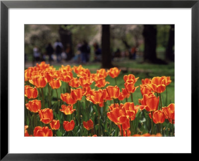 Spring Tulips by Walter Bibikow Pricing Limited Edition Print image