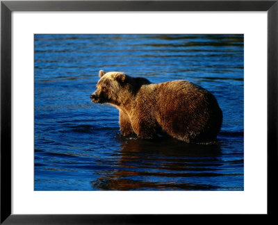 Grizzly Bear, Ursus Arctos Middendorffi by Robert Franz Pricing Limited Edition Print image