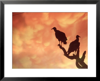 Silhouetted Vultures, Serra Dos Orgaos National Park, Brazil by Silvestre Machado Pricing Limited Edition Print image
