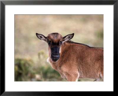 Wildebeest Calf, Connochaetes Taurinus, Tanzania by Robert Franz Pricing Limited Edition Print image