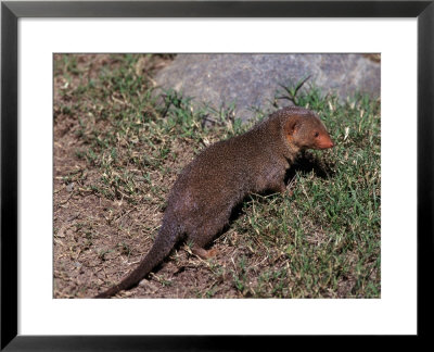 Dwarf Mongoose, Helogale Undulata, Africa by Robert Franz Pricing Limited Edition Print image