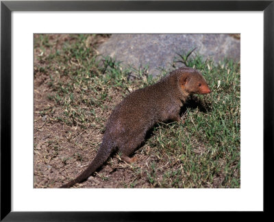 Dwarf Mongoose, Helogale Undulata, Africa by Robert Franz Pricing Limited Edition Print image
