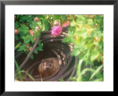 Groundhog, Mike Lowe's Garden, Nashua, Nh by Kindra Clineff Pricing Limited Edition Print image