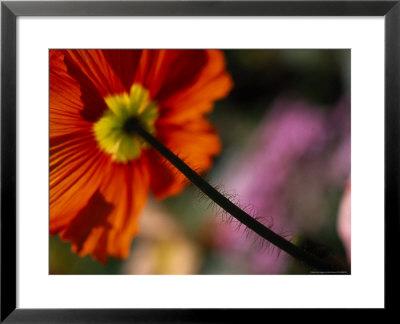 Iceland Poppy by Mitch Diamond Pricing Limited Edition Print image