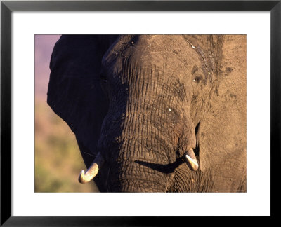 African Elephant, Loxodonta Africana by Robert Franz Pricing Limited Edition Print image