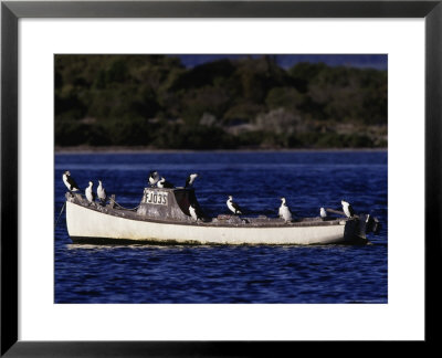 Kangaroo Island, Cormorants Perched On Boat by Robert Franz Pricing Limited Edition Print image