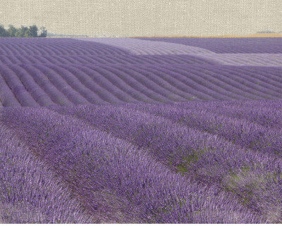 Lavender On Linen I by Bret Staehling Pricing Limited Edition Print image