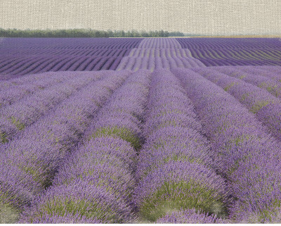 Lavender On Linen Ii by Bret Staehling Pricing Limited Edition Print image