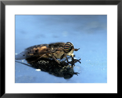 Horse Fly, Tabanus Spp by Larry F. Jernigan Pricing Limited Edition Print image