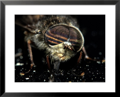 American Horsefly, Tabanus Americanus by Larry F. Jernigan Pricing Limited Edition Print image