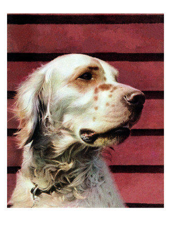 Springer Spaniel, November 16, 1940 by W.W. Calvert Pricing Limited Edition Print image