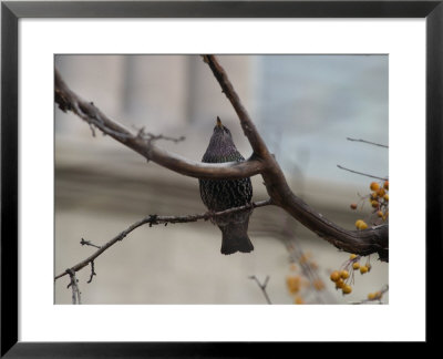 Bird In Branch, Montreal, Quebec, Canada by Keith Levit Pricing Limited Edition Print image
