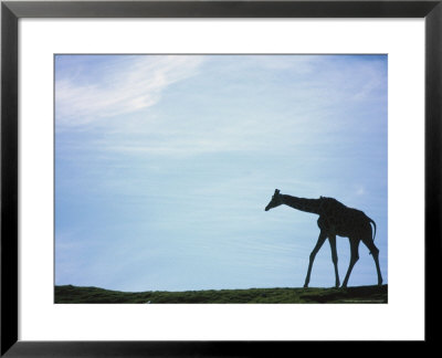 Reticulated Giraffe, Giraffa Reticulata by Mark Newman Pricing Limited Edition Print image